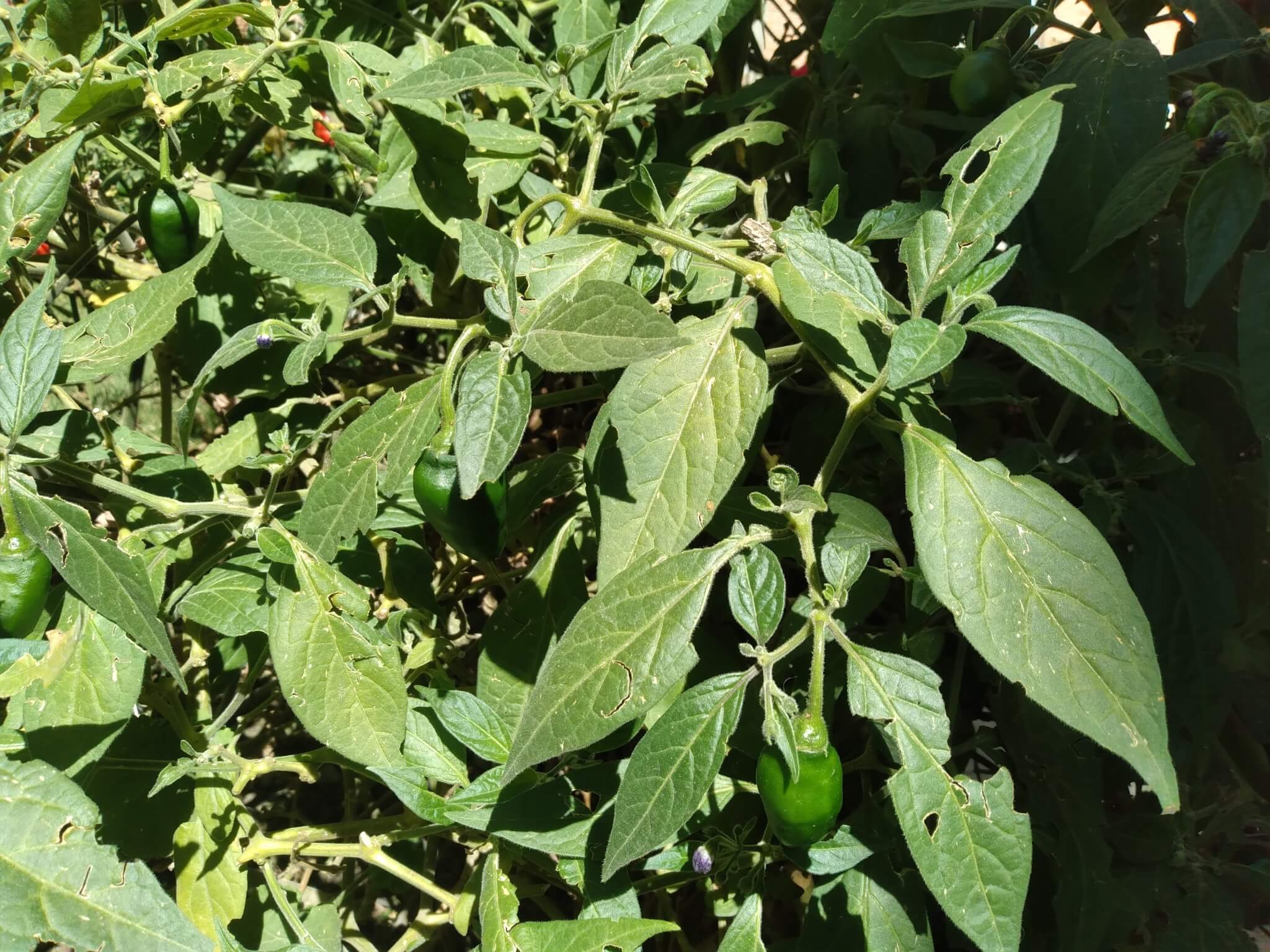 Capsicum pubescens